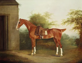 Pferd mit Damensattel